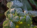 Green blackberry frozen leaves in hoarfrost. Natural background Royalty Free Stock Photo