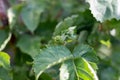 Green blackberry fruits ripen on a twig. Close-up, selective focus. garden and forest plant. Royalty Free Stock Photo