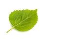 Green blackberry leaf isolated Royalty Free Stock Photo