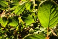 Green blackberry leaves