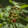 Green blackberry at the river Leiblach