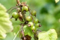 Green blackcurrant berry on a bush, close-up. Selective focus Royalty Free Stock Photo