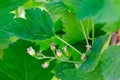 Green blackcurrant leaves and unripe berries