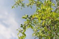 Green Blackthorn Fruit