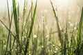 Green blade of grass close-up with dew drops. Royalty Free Stock Photo