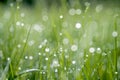 Green blade of grass close-up with a drop of dew on a blurred green background of the meadow Royalty Free Stock Photo