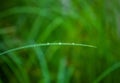 On a green blade of grass gathered in the dew drops of water on a background of grass Royalty Free Stock Photo