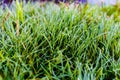 Green blades of grass covered in many dew drops close-up Royalty Free Stock Photo