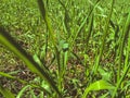 Green blades of grass in the meadow. weeds grow among plants. long vitamin grass in the sun Royalty Free Stock Photo