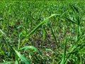 Green blades of grass in the meadow. weeds grow among plants. long vitamin grass in the sun. plant breaks through the ground Royalty Free Stock Photo