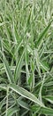 Green blades of grass plant Royalty Free Stock Photo