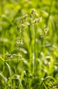 Green blades of grass with seeds against a blurred background of meadow vegetation. Abstract natural backdrops, selective focus, Royalty Free Stock Photo