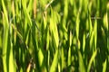Green Blades of New Wheat Royalty Free Stock Photo