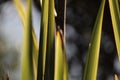 Blades of the New Zealand flax plant (harakeke) with bokeh background.