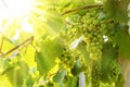 Green Blauer Portugeiser grape clusters in sunlight Royalty Free Stock Photo