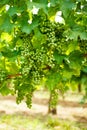 Green Blauer Portugeiser grape clusters Royalty Free Stock Photo