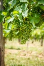 Green Blauer Portugeiser grape clusters Royalty Free Stock Photo