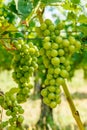 Green Blauer Portugeiser grape clusters Royalty Free Stock Photo