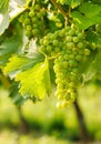 Green Blauer Portugeiser grape clusters Royalty Free Stock Photo