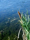 Green blooming bulrush against a transparent pond