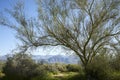 Green and blooming California desert after winter rains Royalty Free Stock Photo