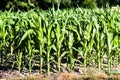 Green blooming corn field in summer