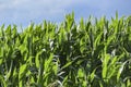 Green blooming corn field in summer