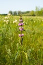 Green blooming field in summer and separately growing purple flowers