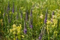 Green blooming field in summer and separately growing purple flowers