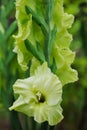 Green blooming gladiolus closeup