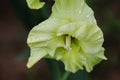 Green blooming gladiolus closeup