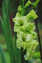 Green blooming gladiolus closeup