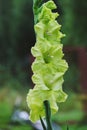 Green blooming gladiolus closeup