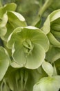 Green blooming Helleborus Foetidus close up