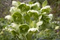 Green blooming Helleborus Foetidus close up