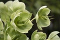 Green blooming Helleborus Foetidus close up