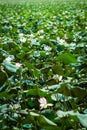 Lily pads covering a pond