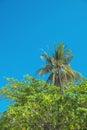 Green, blooming tropical forest - palm tree