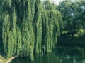Green blooming water in a lake pond and branches with leaves of a weeping willow tree hanging in the water on a river on