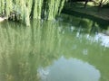 Green blooming water in a lake pond and branches with leaves of a weeping willow tree hanging in the water on a river on nature Royalty Free Stock Photo