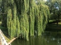 Green blooming water in a lake pond and branches with leaves of a weeping willow tree hanging in the water on a river on nature Royalty Free Stock Photo