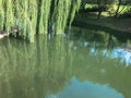 Green blooming water in a lake pond and branches with leaves of a weeping willow tree hanging in the water on a river on nature Royalty Free Stock Photo