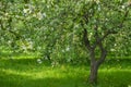 green blossom apple tree orchard
