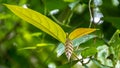 Green blossom leaf