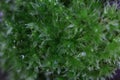 Green Blossom Moss Texture Background