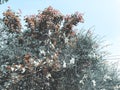 Green blossom trees in the city yard in suny day agains the sky. Close up shot Royalty Free Stock Photo