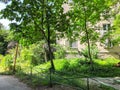 Green blossom trees in the city yard in suny day. Close up shot Royalty Free Stock Photo