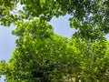 Green blossom trees in the city yard in suny day. Close up shot Royalty Free Stock Photo