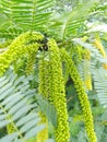 Green blossom of wildplant with yellow and green.