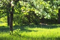 Green blossoming apple trees in summer orchard background. Royalty Free Stock Photo